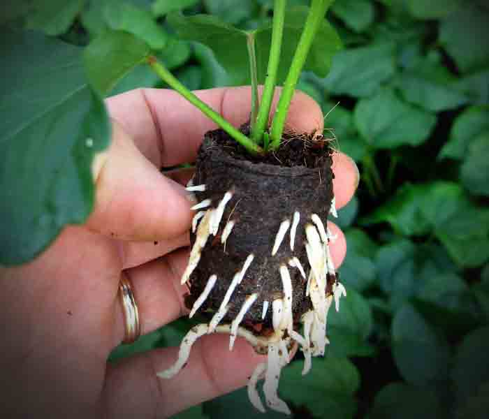 Ellepot A Sustainable Solution for Plant Propagation in paper pots
